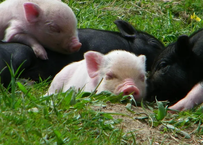 Chateau De Otel Canisy